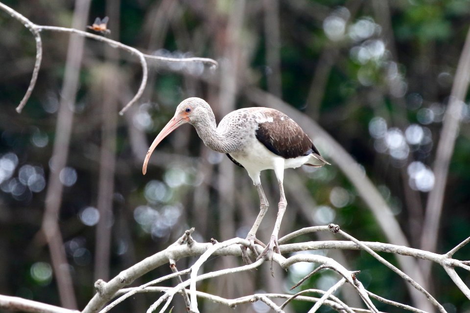 White Ibis (juv.), Eodocimus albus - 260A3404