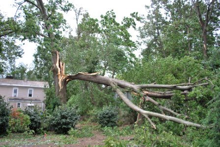 Black Walnut Tree Split in Half