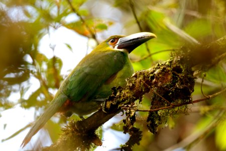 Greyish-throated (Emerald) Toucanet (Aulacorynchus albivitta)