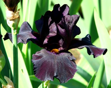 purple-black bearded iris photo