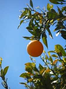 Citrus fruit tree evergreen