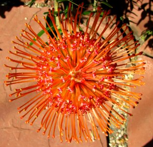 red-and-yellow protea 2