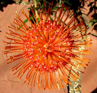 red-and-yellow protea 2 photo