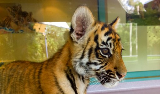 Dreamworld Tiger cub photo