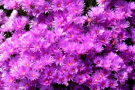 purple ice-plant flowers photo