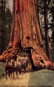 CALIFORNIA REDWOOD TREE WOWONA MARIPOSA BIG TREE GROVE CALIFORNIA