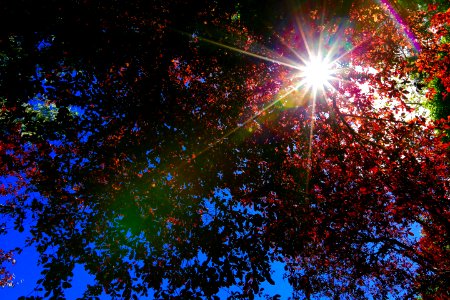 Butchart  Gardens Sparkling delight