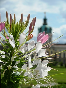 Closeup nature plant