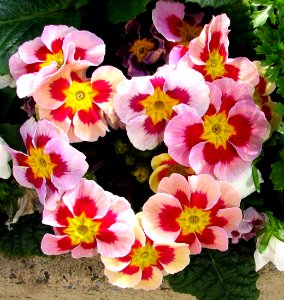 pink-and-red primroses photo