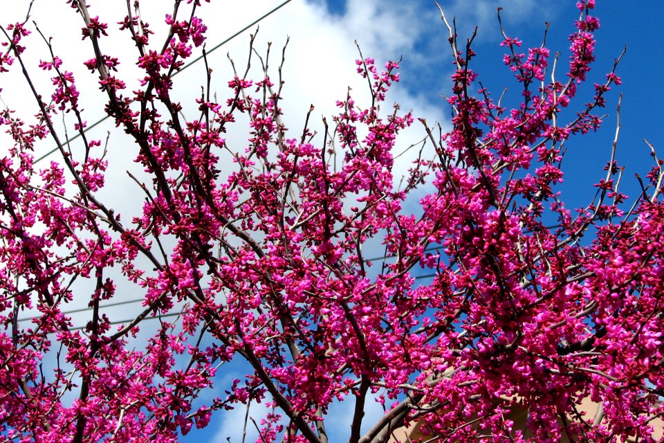 pink fruit tree blossoms 5