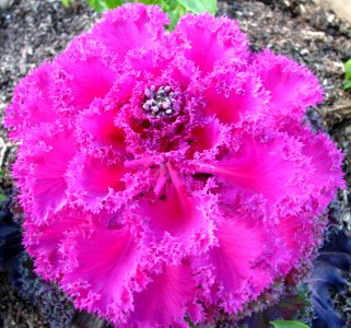 cabbage rose 2