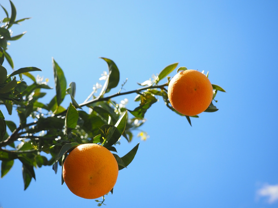 Citrus fruits tree leaves