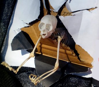 monkey skeleton emerging from box