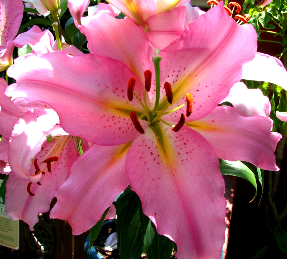 pink lily 1