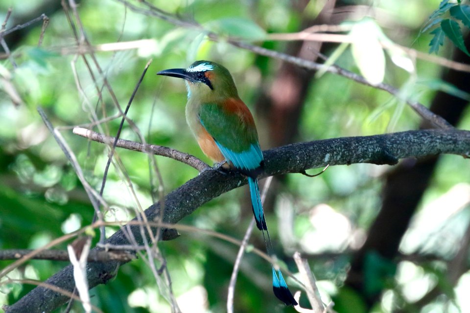 Turquoise-browed Motmot