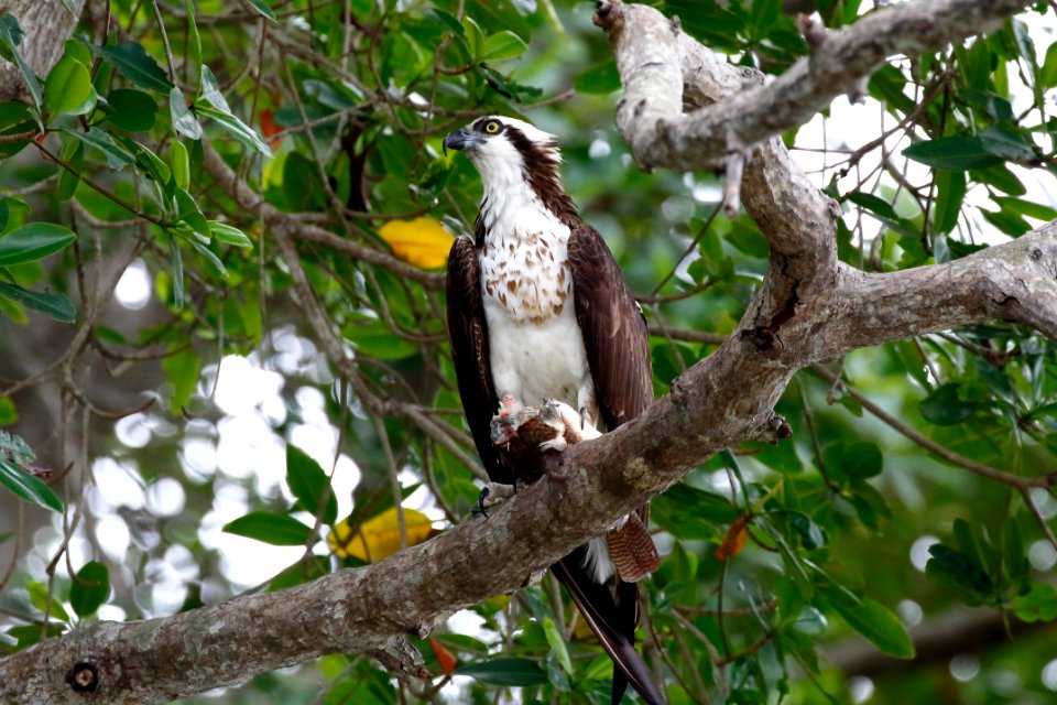 Osprey, Pandion haliaetus - 260A3350