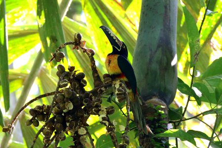 Collared Aracari