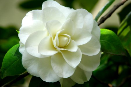 white camellia photo