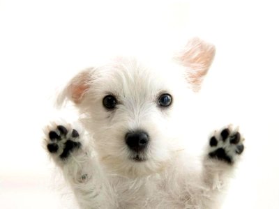 felicidad-obtener-perros-adopcion-L-ZlBXlJ