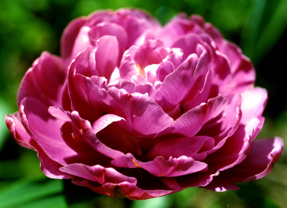 pink peony