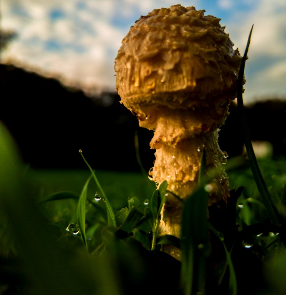 Tiny Mushroom