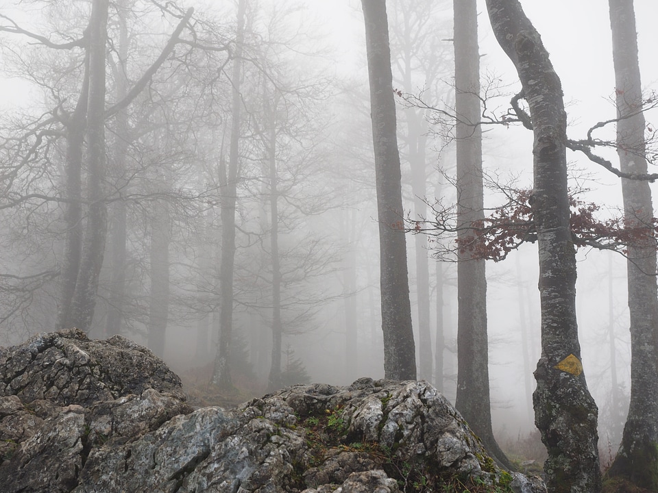 Haunting mystical beech wood