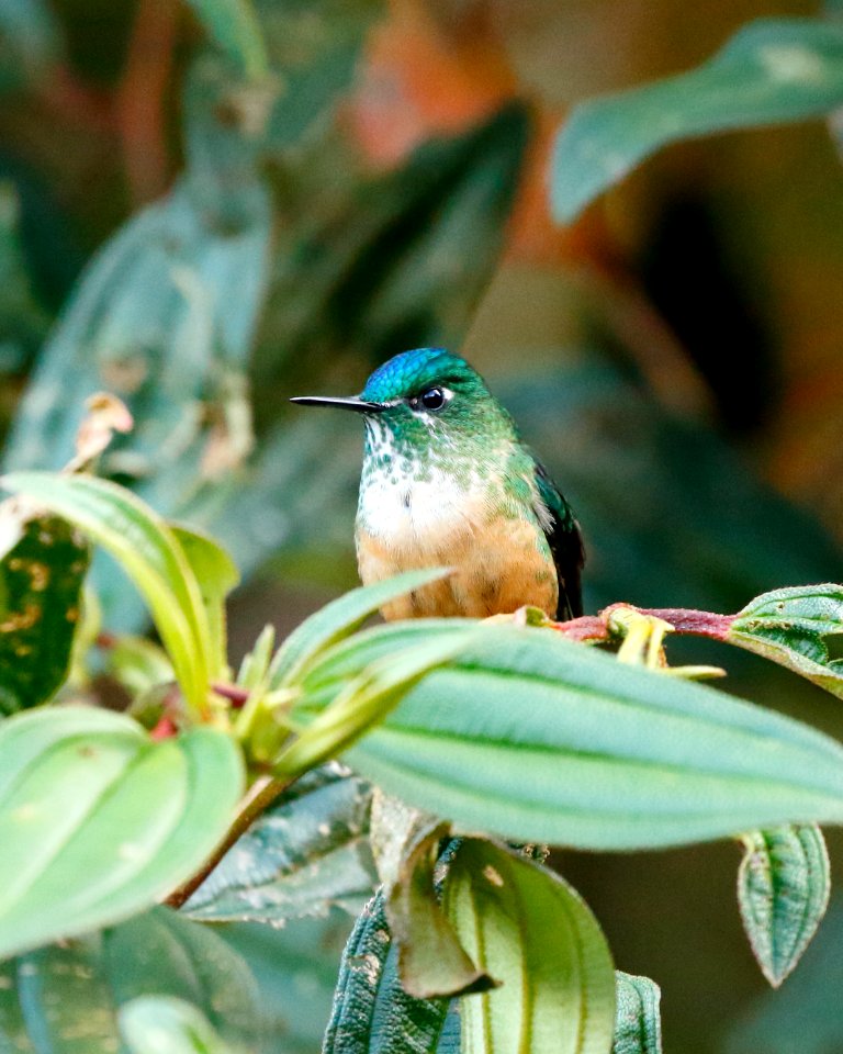 Long-tailed Sylph (f) 260A0635