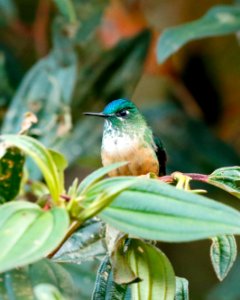 Long-tailed Sylph (f) 260A0635