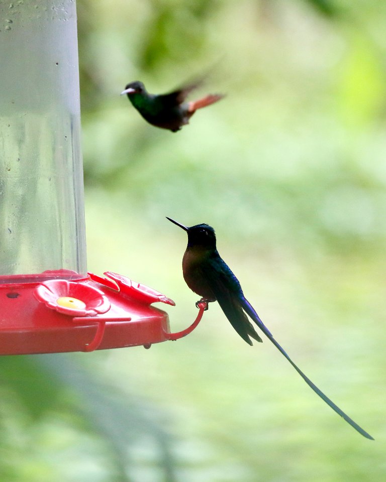 Violet-tailed Sylph (m) (Aglaiocerus coelestis) -  & Rufous-tailed Hummingbird (Amazilia tzacati) - 260A1685