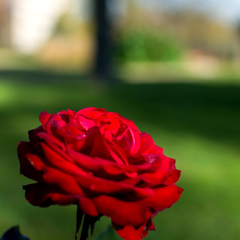 DSC 1653.jpg