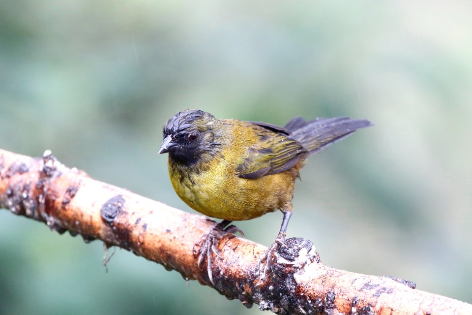 Large-footed Finch photo