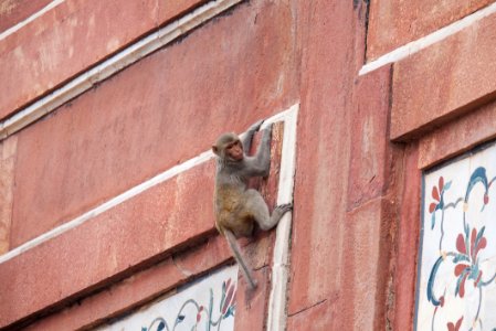 Baby Monkey Hanging of an Edge photo