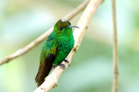 Coppery-headed Emerald photo