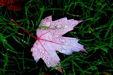 raindrops on maple leaf in grass photo