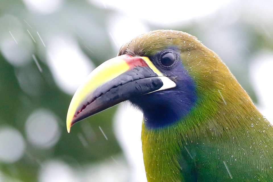 Emerald Toucanet 260A4968