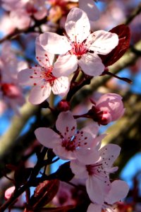 pink fruit tree blossoms 4 photo