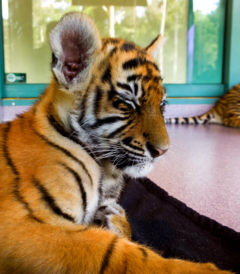 Dreamworld Tiger cub photo