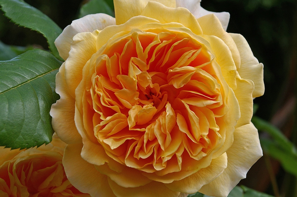 Rose variety garden petals