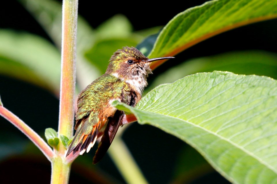 Scintillant Hummingbird