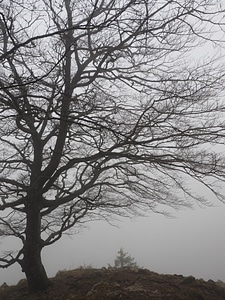 Haunting mystical beech wood