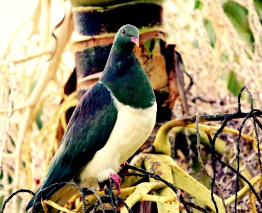 New Zealand Native Wood Pigeon/ Kereru photo