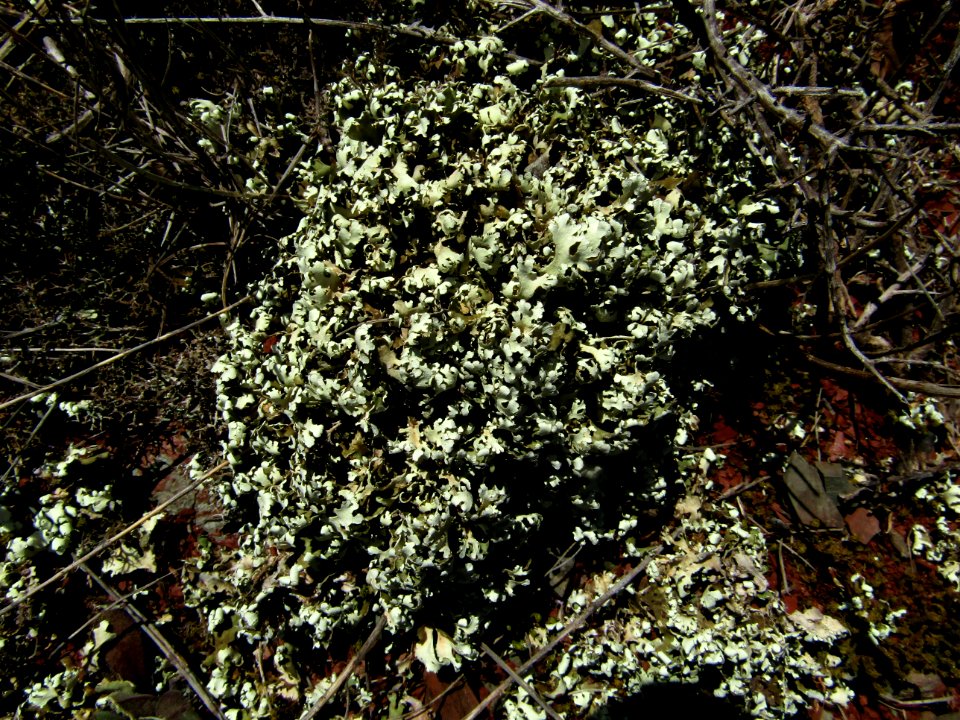 Lichen photo