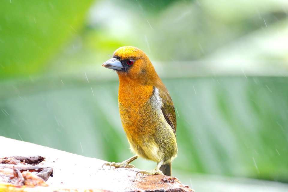Black-faced Grosbeak 260A4938