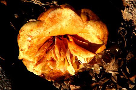 dead camellia
