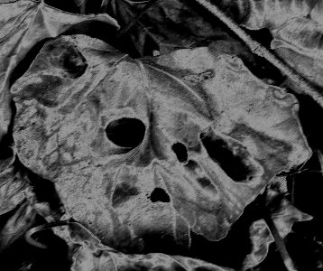 dead ivy leaf, solarized