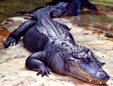 alligator photo