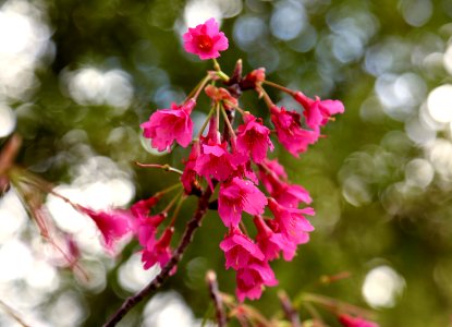 Pink Distraction