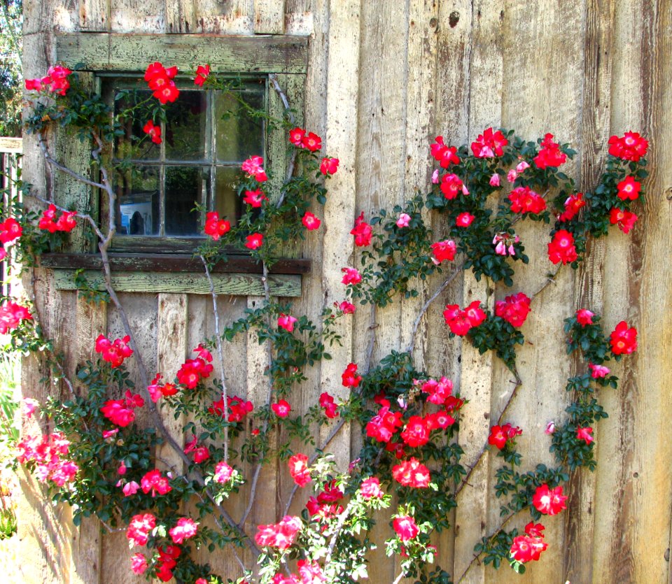 wall and window with roses