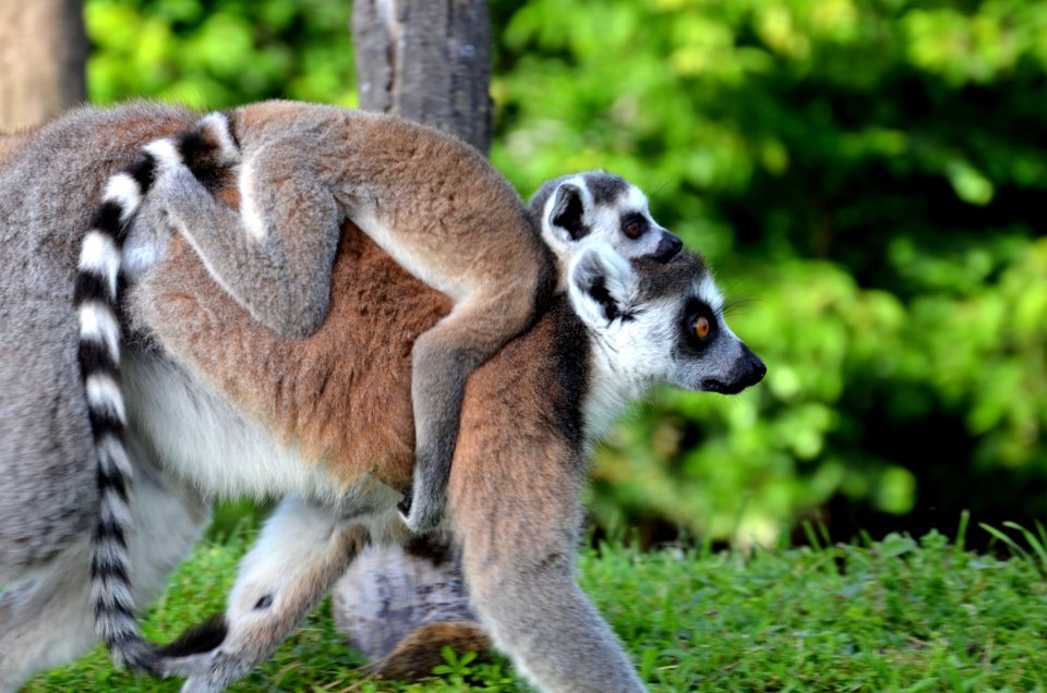 Lemuri