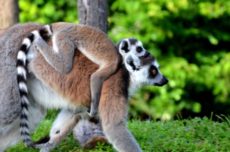 Lemuri photo